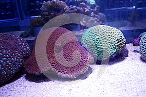 Various species of coral that are at risk of extinction are bred in aquariums.