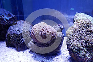 Various species of coral that are at risk of extinction are bred in aquariums.