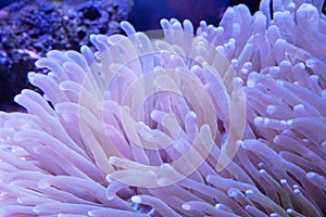 Various species of coral that are at risk of extinction are bred in aquariums.