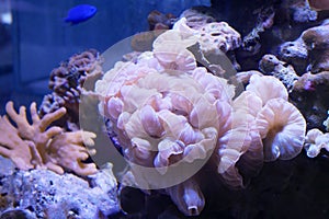 Various species of coral that are at risk of extinction are bred in aquariums.