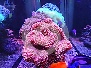 Various species of coral that are at risk of extinction are bred in aquariums. photo