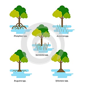 Various species of Mangrove vector illustration