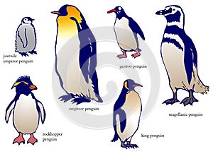 Various species of penguin with name (vector)