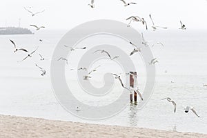 various species of seagulls over the sandy beach, Sopot, Poland