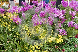 Various species of tropical orchids are planted in Putrajaya Botanical Garden, Malaysia