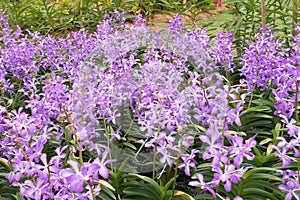 Various species of tropical orchids are planted in Putrajaya Botanical Garden, Malaysia