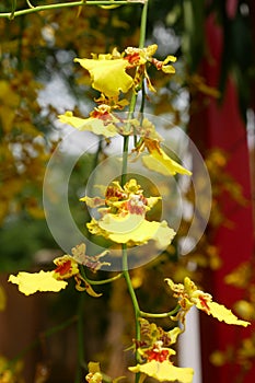 Various species of tropical orchids are planted in Putrajaya Botanical Garden, Malaysia