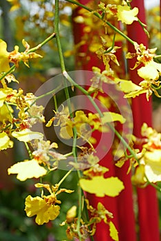 Various species of tropical orchids are planted in Putrajaya Botanical Garden, Malaysia