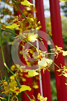 Various species of tropical orchids are planted in Putrajaya Botanical Garden, Malaysia