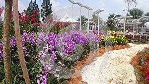 Various species of tropical orchids are planted in Putrajaya Botanical Garden, Malaysia