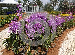 Various species of tropical orchids are planted in Putrajaya Botanical Garden, Malaysia