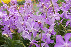 Various species of tropical orchids are planted in Putrajaya Botanical Garden, Malaysia