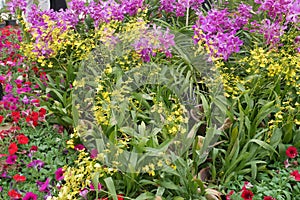 Various species of tropical orchids are planted in Putrajaya Botanical Garden, Malaysia