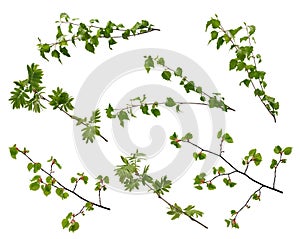 Various spring tree branches with young green leaves on white background