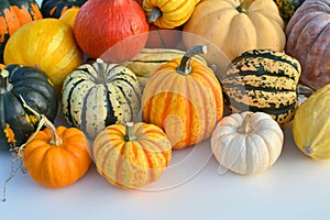 Various squashes and pumpkins