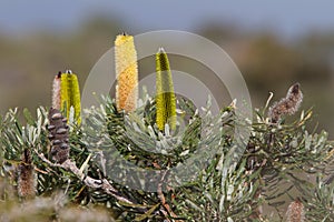 Various stages of Banksia Attenuata flowers Western Australia