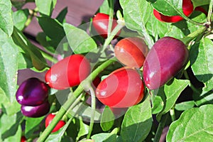 Various stages of a loco pepper ripening