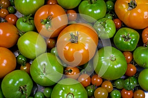 Various Stages of Ripening Tomatoes