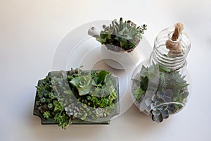 Various succulent compositions in ceramic and glass lightbulb planters