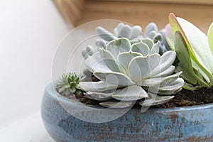 Various succulent plants in flower pot in interior