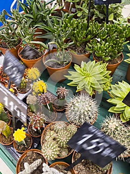 Various succulent plants on a shelf with price tags