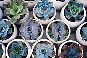 Various succulent plants in white pots. Group of mini succulents planted in small ceramic pots. Home garden, botany interior