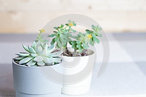 Various succulents, Echeveria colorata, plants in pots indoors, copyspace, minimal style photo