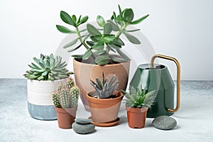 Various succulents in pots and watering can on table indoor. Plant transplantation. Concept of indoor garden home