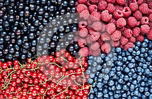 Various summer wild and garden berries: raspberry, blueberry, red and black currant flat lay