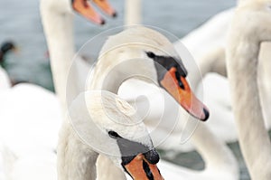 Various swans in a Lake in geneve in switzerland