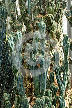 Various terrestrial plants, including cacti, thrive in the greenhouse