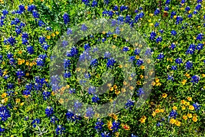 Various Texas Wildflowers