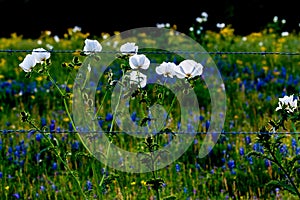 Various Texas Wildflowers in a Texas Pasture with Fence at Sunset