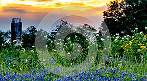 Various Texas Wildflowers in a Texas Pasture at Sunset