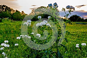 Various Texas Wildflowers in a Texas Pasture at Sunset