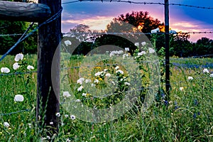 Various Texas Wildflowers in a Texas Pasture at Sunset