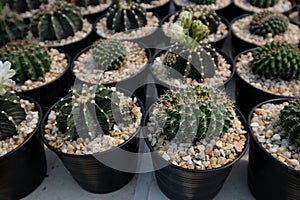 Various Tiny Cactus in the Green House, Exotic Succulant Plants in the Garden