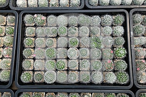 Various Tiny Cactus in the Green House, Exotic Succulant Plants in the Garden