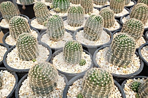 Various Tiny Cactus in the Green House, Exotic Succulant Plants in the Garden