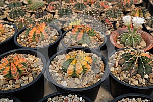 Various Tiny Cactus in the Green House, Exotic Succulant Plants in the Garden