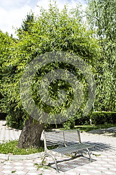 Various tree landscape paintings glowing and blooming in spring, giant hanging willow tree