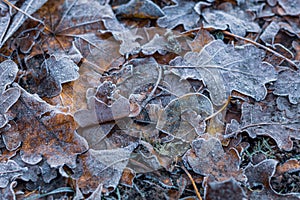 Various tree leaves on the ground with the first snow.  Artistic. Close up on the grownd