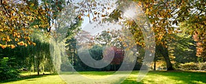 Various trees with colorful autumn leaves and a sun star in an old park, seasonal panorama background