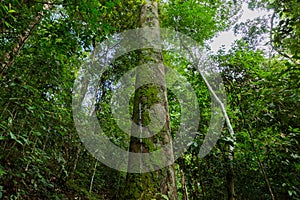 Various trees in a deep forest, natural green scenery