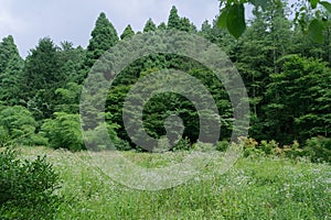 Various trees and grass grow in the green forest.