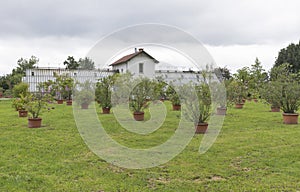 Various trees and plants growing in pots outdoor