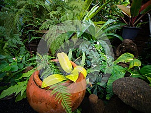 Various of Trees in The Thai Garden