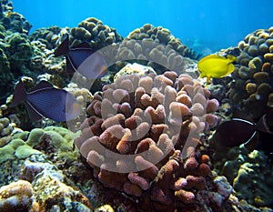 Various tropical fish and corral at Maui Hawaii photo