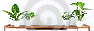 Various tropical houseplants in white ceramic pots on a shelf against white wall. Indoor home garden banner. Exotic house plants.