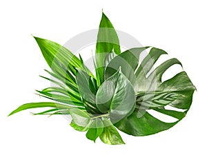 Various tropical leaves